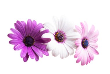 Osteosperumum Çiçek Papatyası Beyaz Arkaplanda İzole Edildi. 