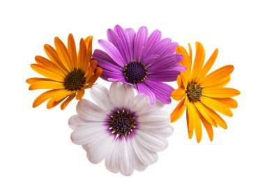 Osteosperumum Çiçek Papatyası Beyaz Arkaplanda İzole Edildi. 