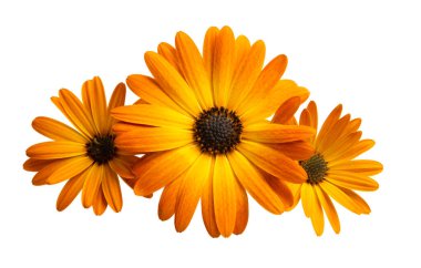 Osteosperumum Çiçek Papatyası Beyaz Arkaplanda İzole Edildi. 