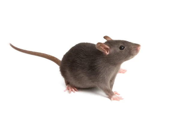 Rat geïsoleerd — Stockfoto