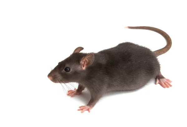 Ratto isolato — Foto Stock