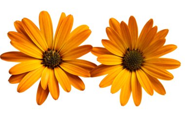 Osteosperumum Çiçek Papatyası Beyaz Arkaplanda İzole Edildi. 