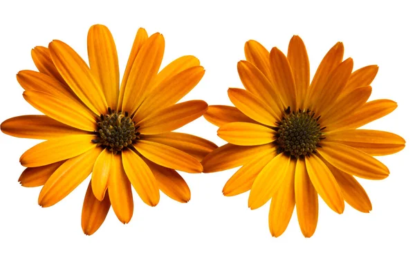 Osteosperumum Flower Daisy Isolated on White Background. — Stock Photo, Image