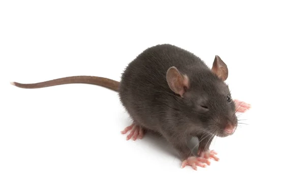 Rat isolated — Stock Photo, Image