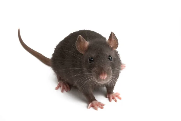 Rat isolé — Photo