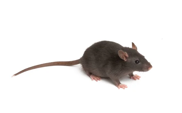 Izole sıçan — Stok fotoğraf