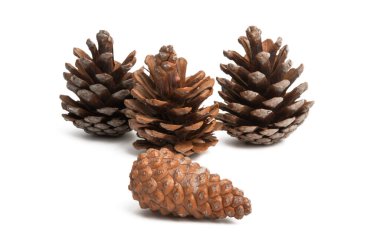 çam kozalağı izole 