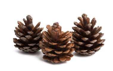 çam kozalağı izole 