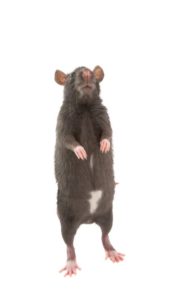 Izole sıçan — Stok fotoğraf