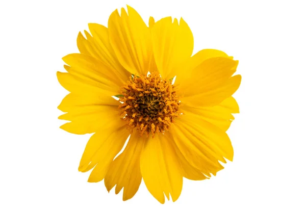 Coreopsis květiny izolované — Stock fotografie