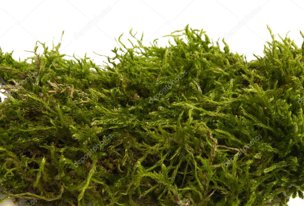 green moss isolated 