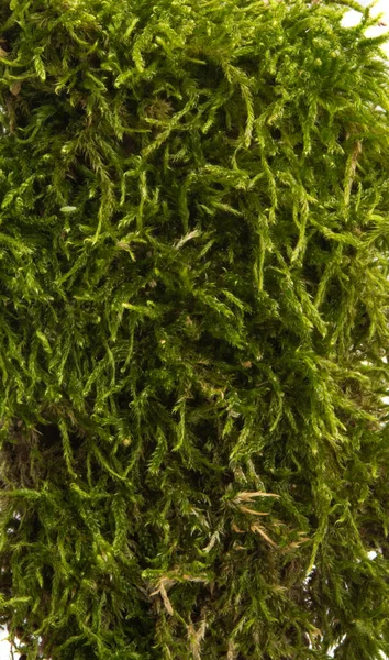Yeşil yosun izole — Stok fotoğraf