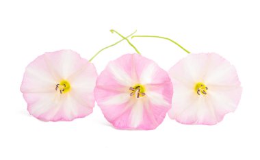 bağlanmış çiçek izole 