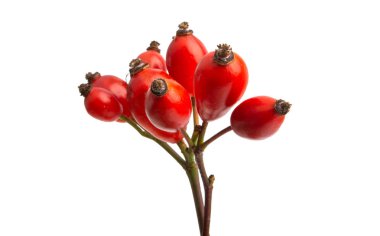 rose hip isolated  clipart