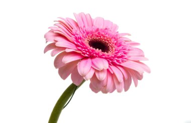 pembe gerbera izole