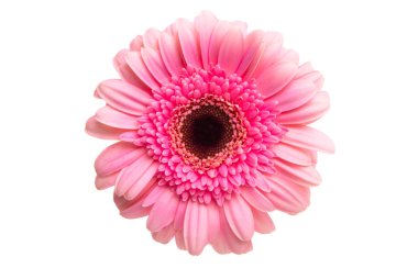 pembe gerbera izole