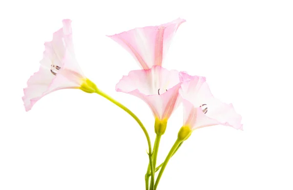 Flor de bindweed isolado — Fotografia de Stock