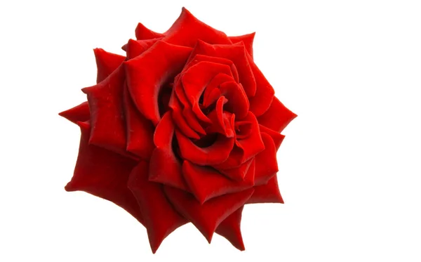 Red rose isolated — Stock Photo, Image