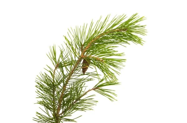 Pine branch geïsoleerd — Stockfoto