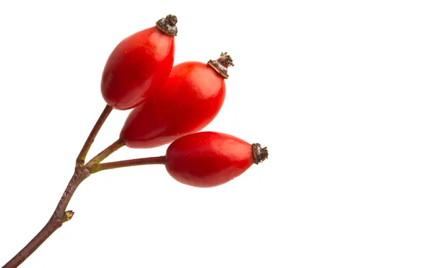 Rose hip izolované — Stock fotografie