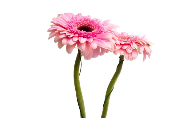 Gerbera rosa isolado — Fotografia de Stock