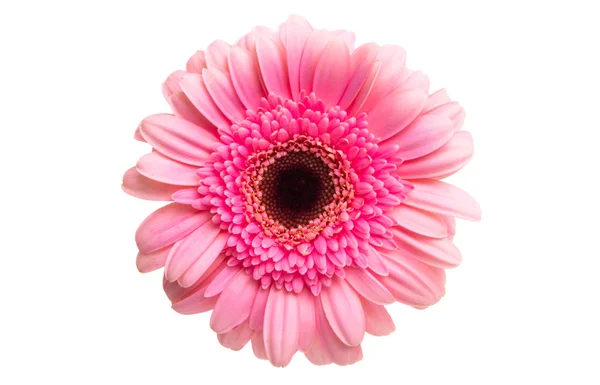 Pink gerbera isolated — Stock Photo, Image