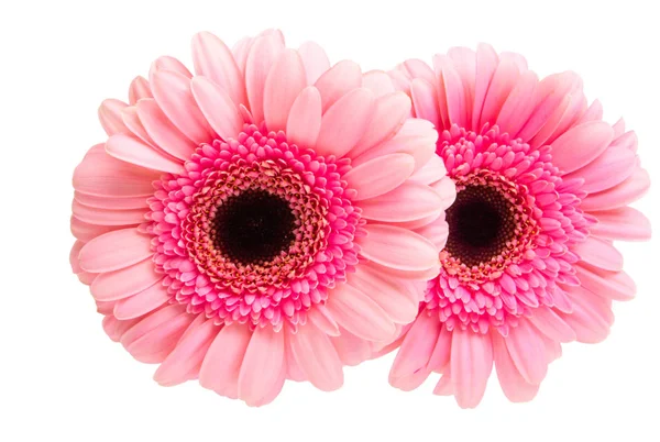 Pink gerbera isolated — Stock Photo, Image