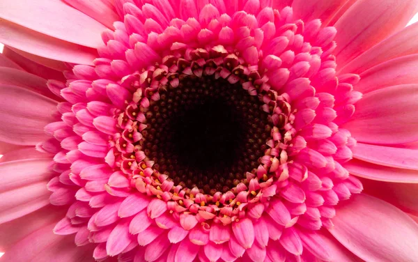 分離されたピンクのガーベラ — ストック写真