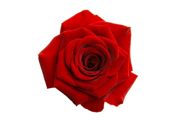 Red rose isolated — Stock Photo, Image