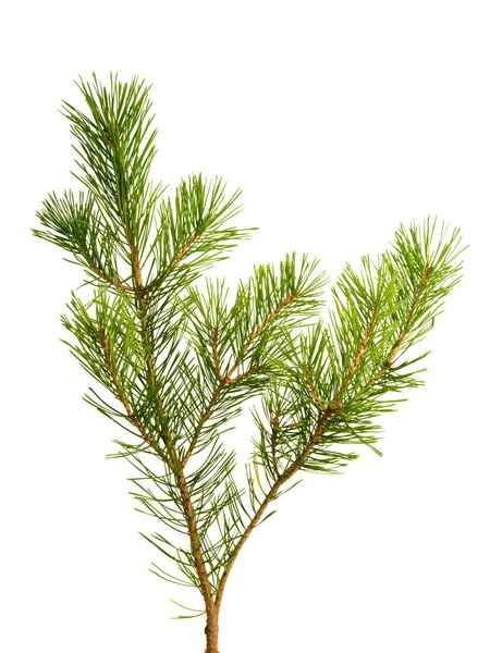 Pine branch isolated — Stock Photo, Image