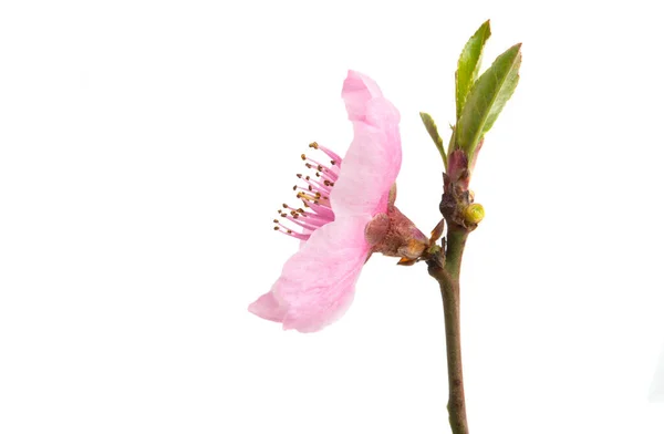 Sakura flowers isolated — Stock Photo, Image