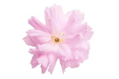 İzole Sakura çiçekler 