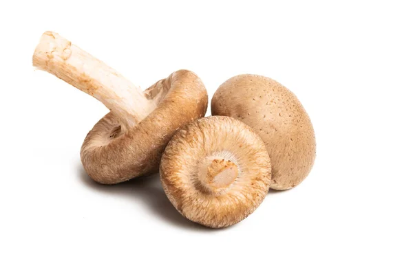 Shiitake-Pilze — Stockfoto