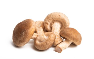 shiitake mantarları 