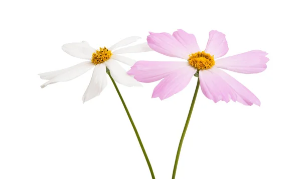 Cosmea flower isolated — Stock Photo, Image