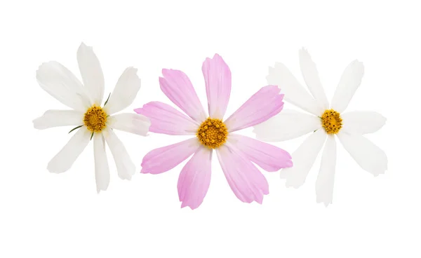 Cosmea flower isolated — Stock Photo, Image