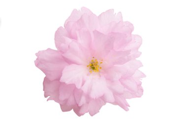 İzole Sakura çiçekler 