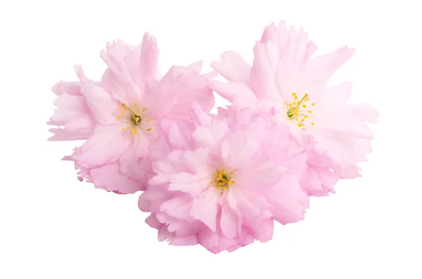 Sakura flowers isolated — Stock Photo, Image