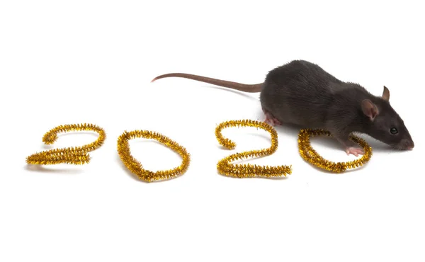 Rata con el símbolo de 2020 aislado —  Fotos de Stock