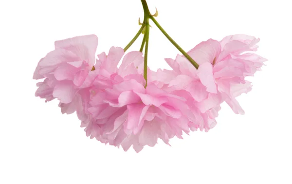 Sakura flores isoladas — Fotografia de Stock