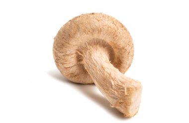 shiitake mantarları 