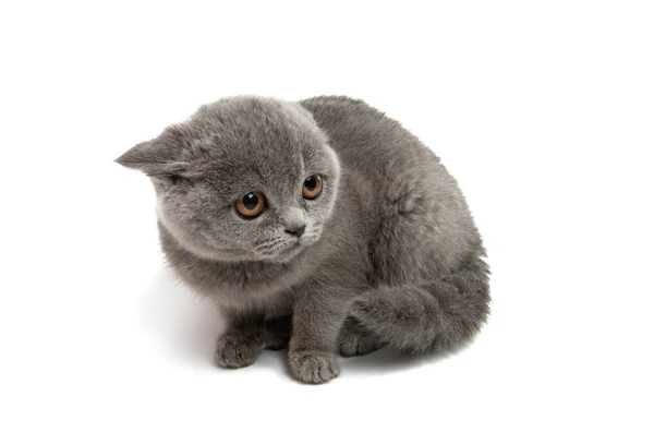 分離された灰色の子猫 — ストック写真