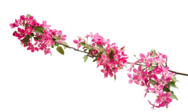 kırmızı elma ağacı çiçekleri izole 