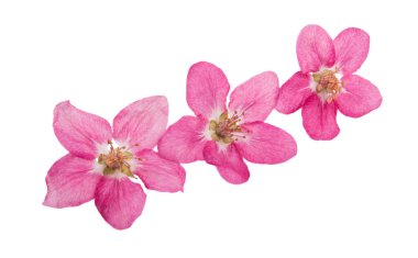 kırmızı elma ağacı çiçekleri izole 