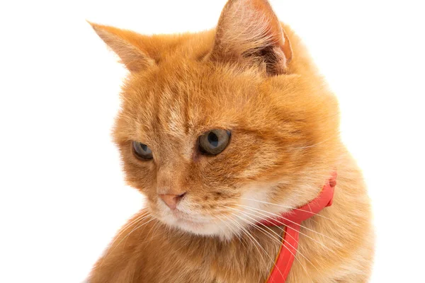 Gato rojo aislado — Foto de Stock