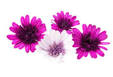 İzole Osteosperumum çiçek papatya 