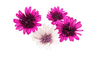 İzole Osteosperumum çiçek papatya 