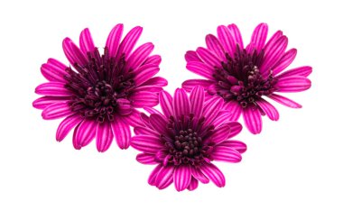 İzole Osteosperumum çiçek papatya 