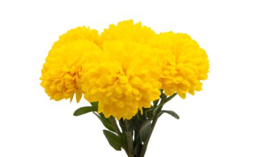 Kasımpatı çiçeği 