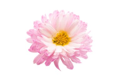 Kasımpatı çiçeği 